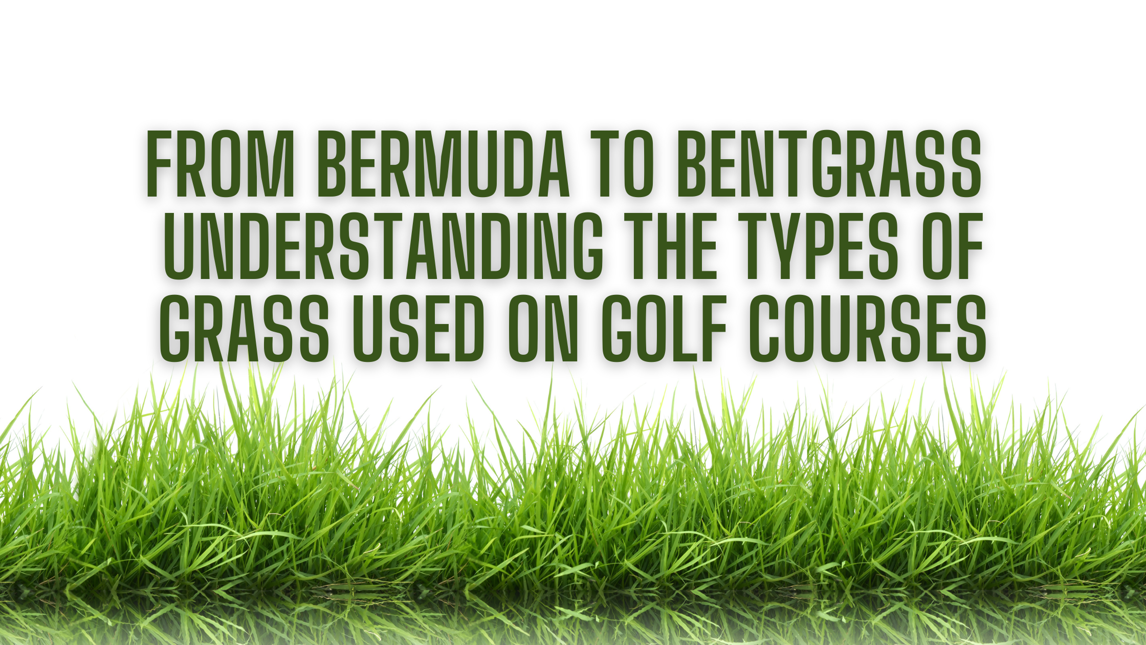 From Bermuda to Bentgrass: Understanding the Types of Grass Used on Golf Courses